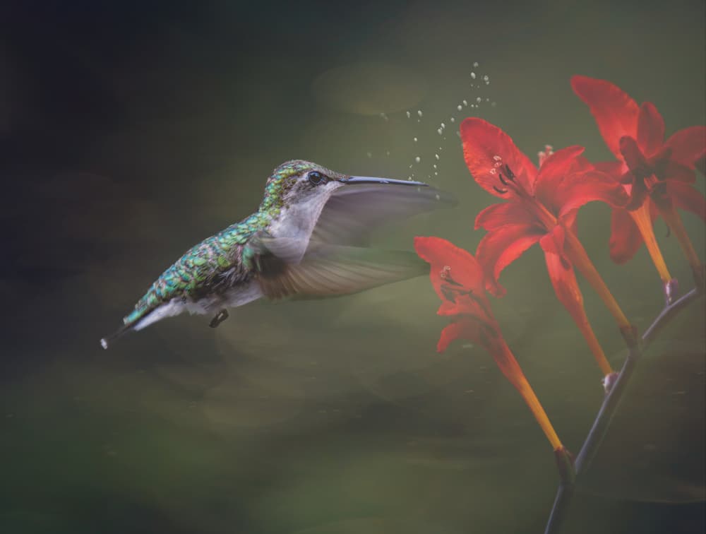 Hummingbird Nectar Bloom by John-Mei Zhong — canvas wall art