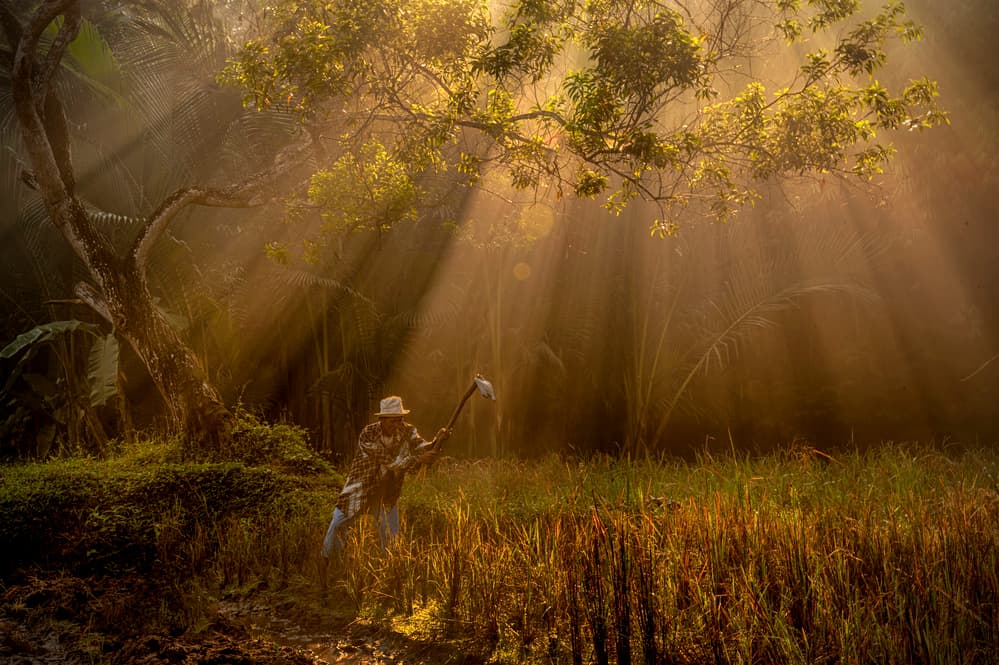 Farmer in Golden Light by Antonyus Bunjamin (Abe) — canvas wall art