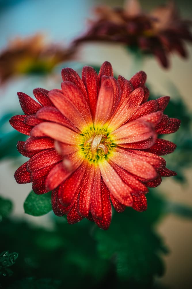 Vibrant Dewy Bloom by Javier Pardina — canvas wall art
