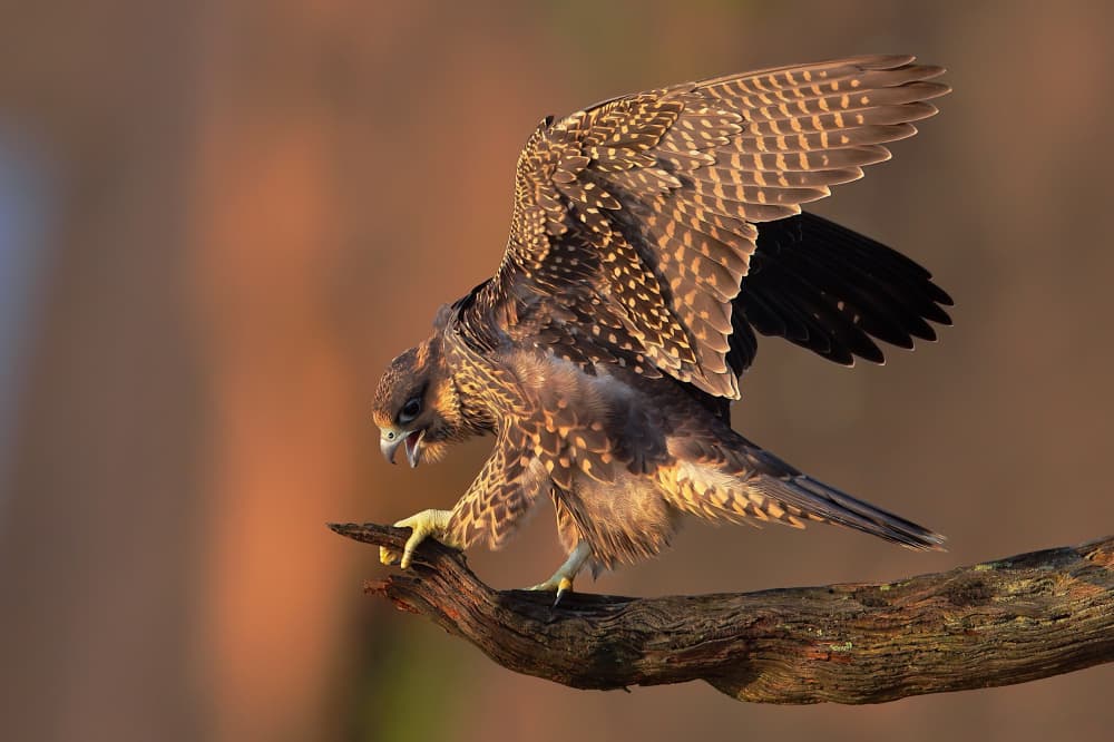 Powerful Falcon Wings by Gavin Lam — canvas wall art