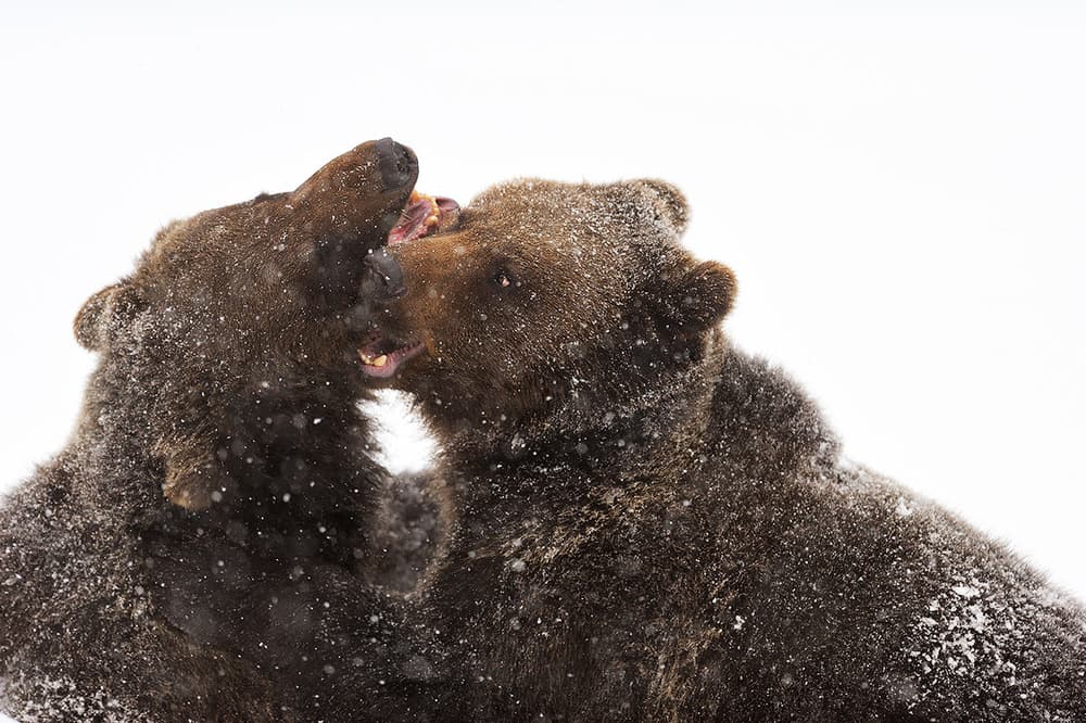 Brown Bears Winter Play by Marco Pozzi — canvas wall art