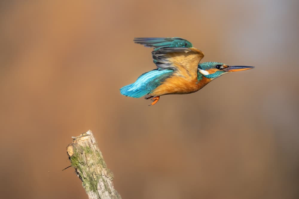 Vibrant Kingfisher in Flight by TONY GORAN — canvas wall art
