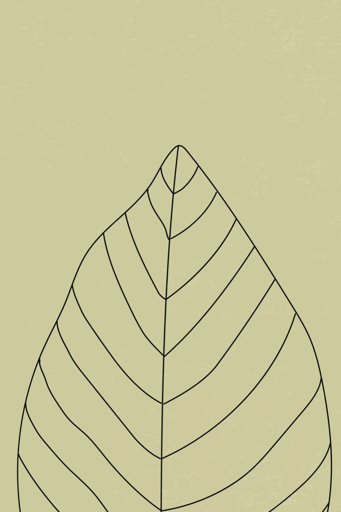 Sage Green Leaf Outline by jay stanley — canvas wall art