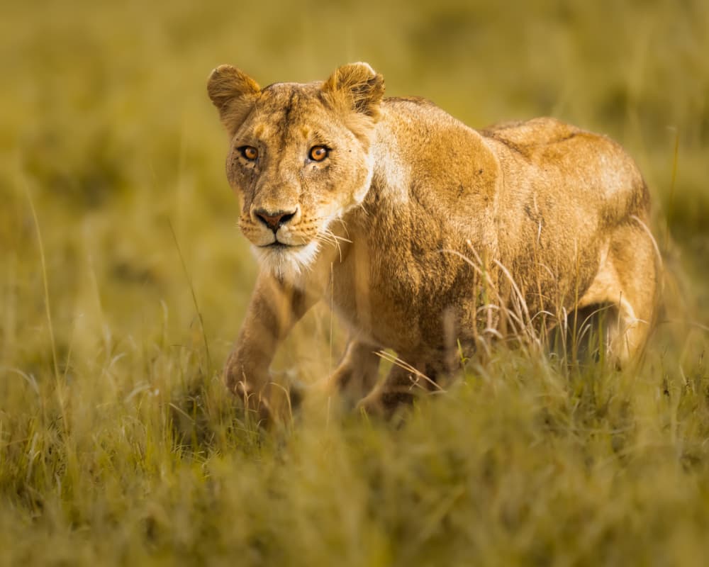 Golden Lioness Gaze by Ahmed Sobhi — canvas wall art