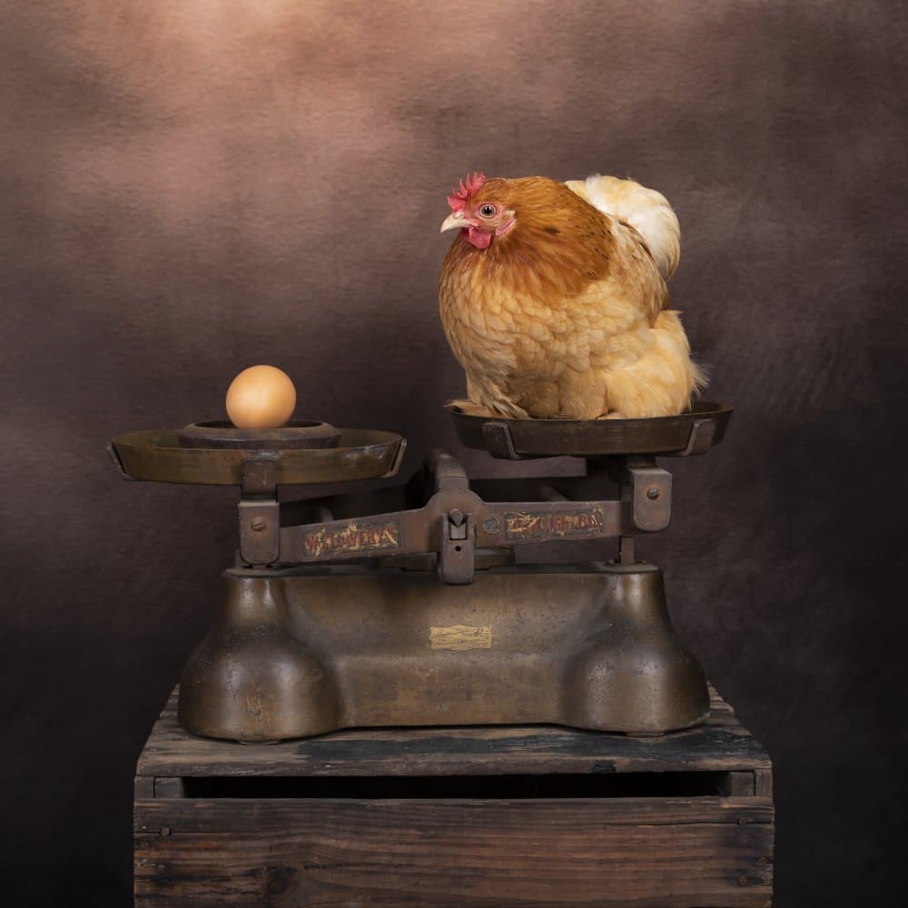 Chicken Weighs an Egg by Louise Wolbers — canvas wall art