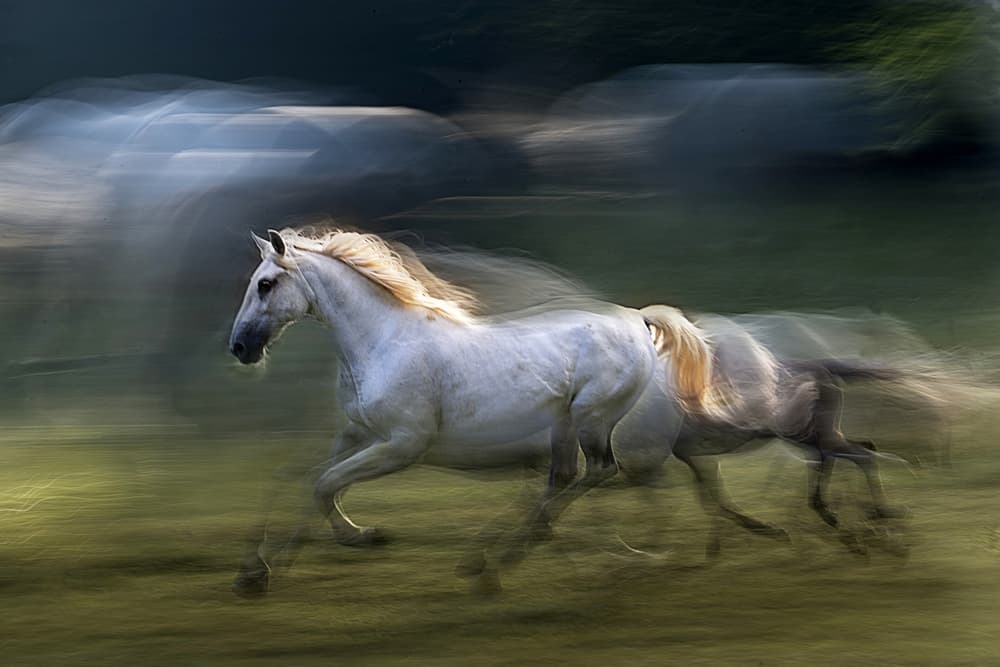 Wild Horses Running by Milan Malovrh — canvas wall art