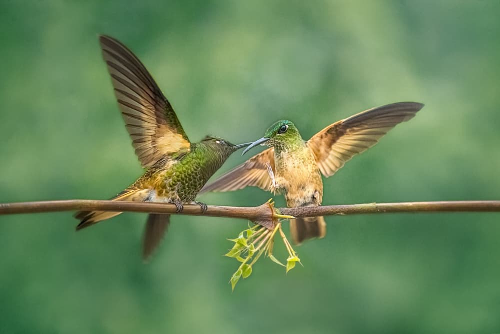 Hummingbird Pair On Branch by Siyu_Wei APA — canvas wall art