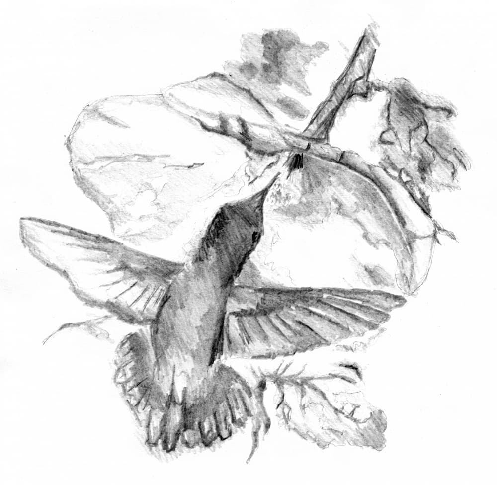 Graceful Hummingbird Flight by Kulik — canvas wall art