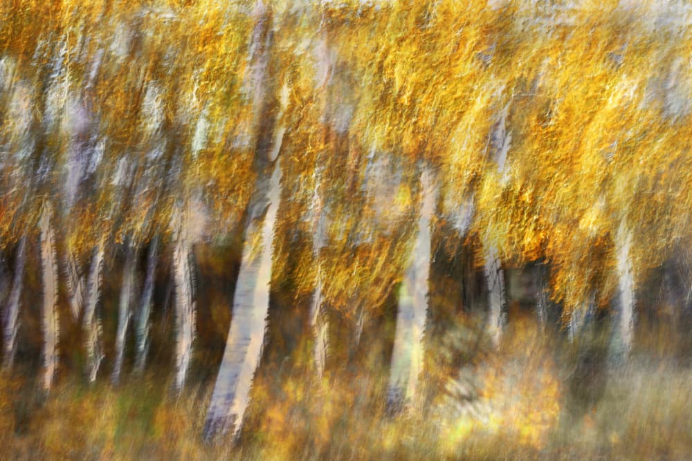 Dreamy Golden Forest by Christina Sillen — canvas wall art