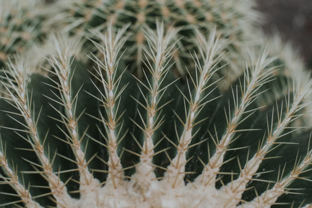 Spiky Green Cactus by Claudia Casal — canvas wall art