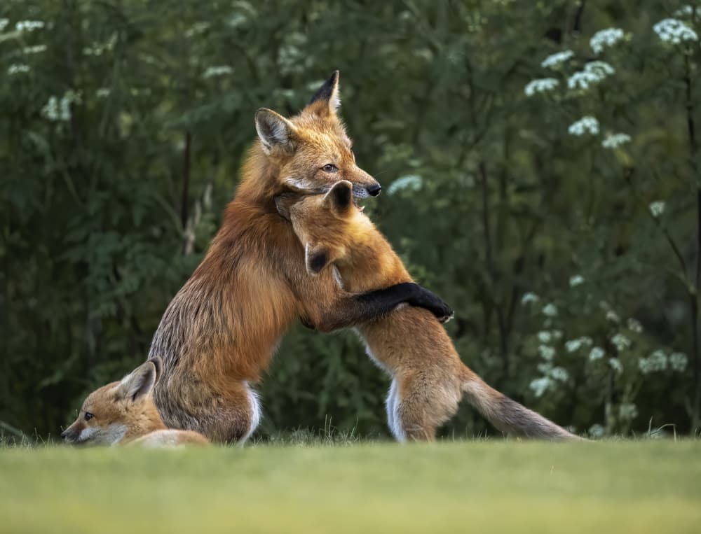 Playful Fox Family by Judy Tseng — canvas wall art