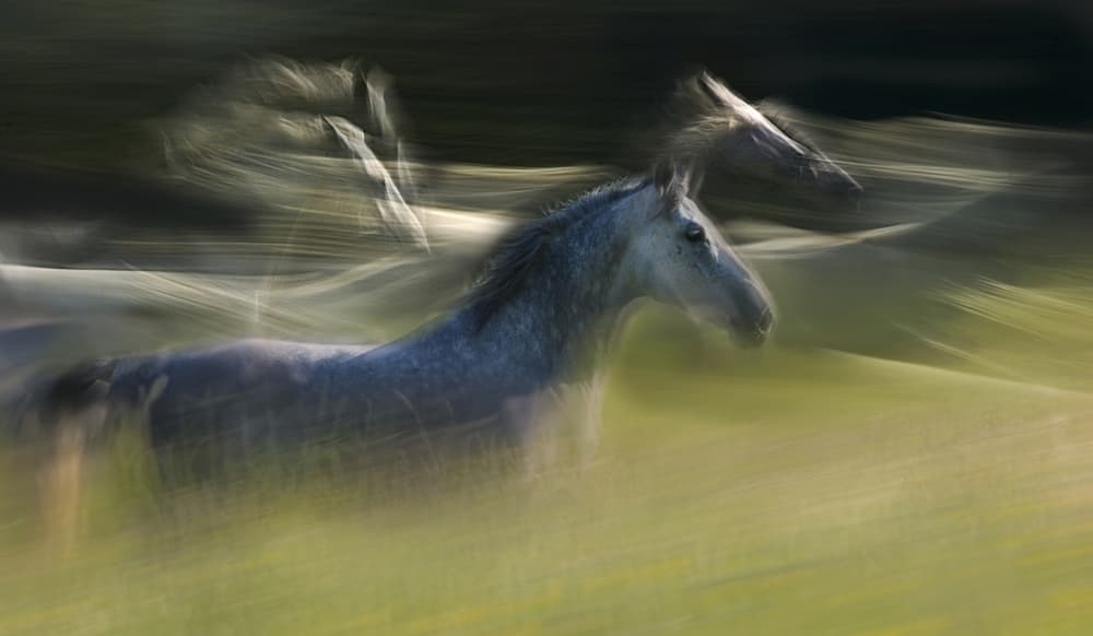 Motion Horse Spirit by Milan Malovrh — canvas wall art