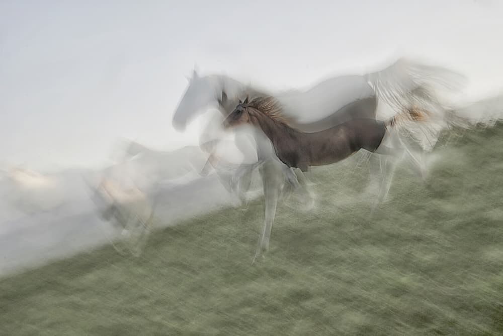 Wild Horses Motion by Milan Malovrh — canvas wall art