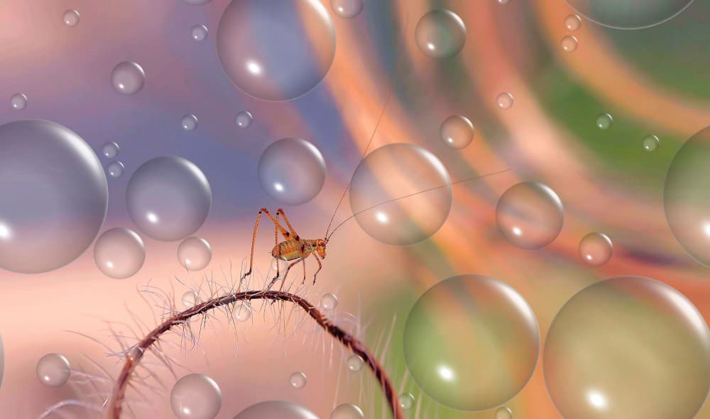 Dreamy Insect Bubbles by Thierry Dufour — canvas wall art