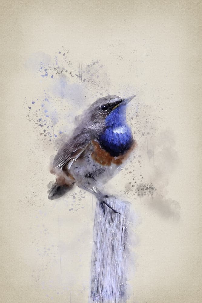 Serene Watercolor Bluethroat by Ema Paraschiv — canvas wall art