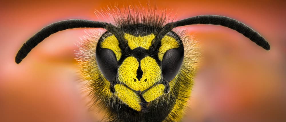 Striking Wasp Portrait by Atul Saluja — canvas wall art