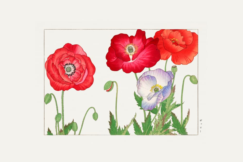 Vintage Poppy Flower by Tanigami Konan — canvas wall art
