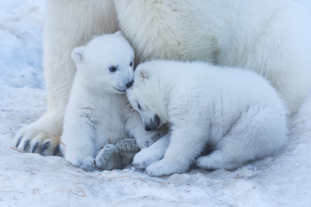 Sweet Polar Bear Cubs by Anton Belovodchenko — canvas wall art