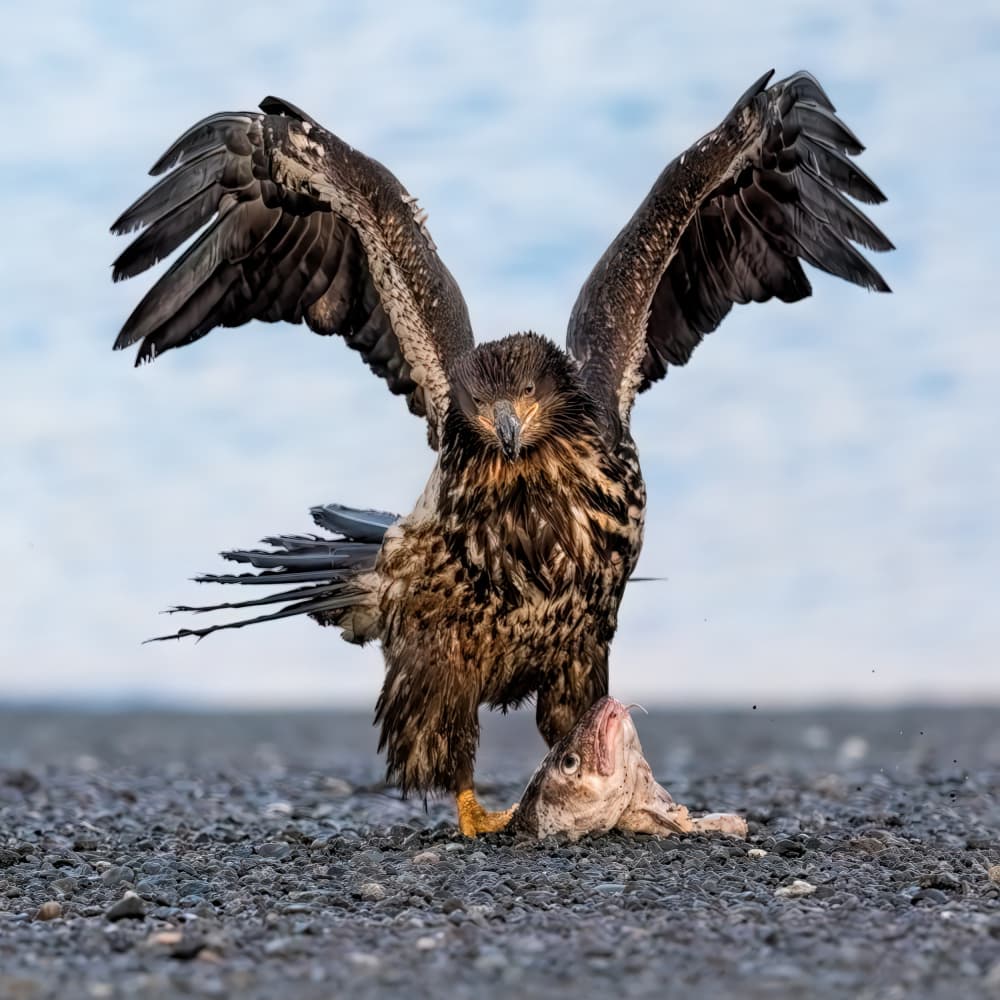 Powerful Eagle Hunt by Jun Zuo — canvas wall art