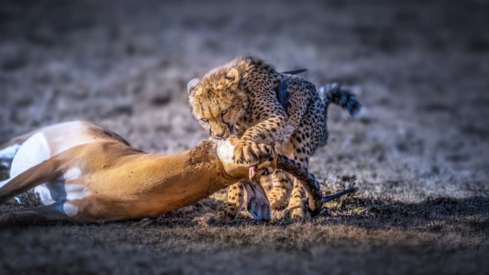 Cheetah's African Hunt by tianhuayu — canvas wall art