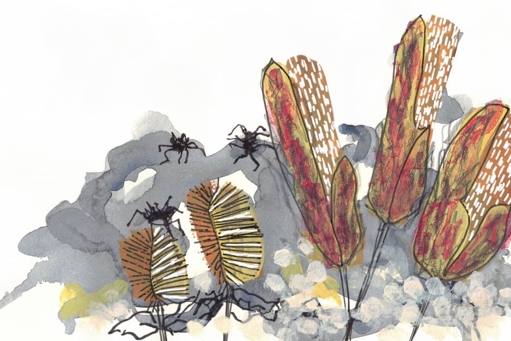 Botanical Banksia Spiders by Lori Ann Folz — canvas wall art