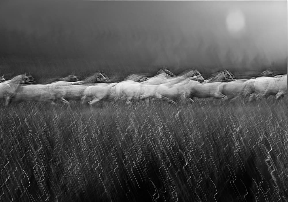 Running Wild Horses by Milan Malovrh — canvas wall art