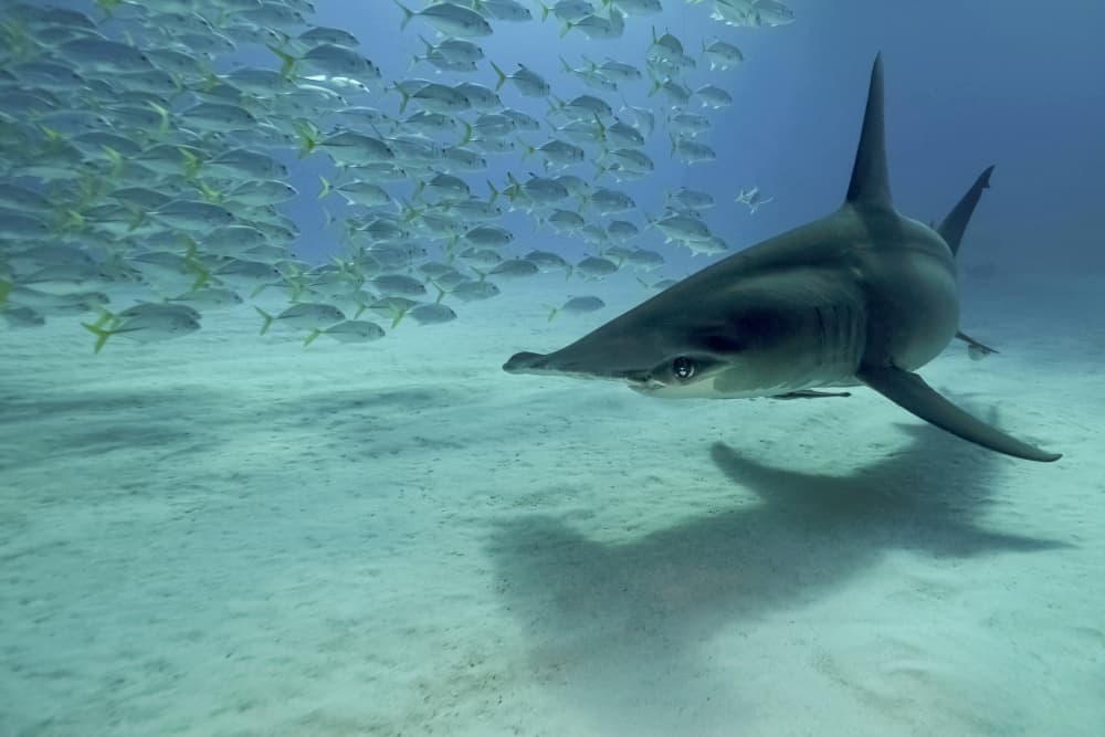 Hammerhead Shark Patrol by Serge Melesan — canvas wall art