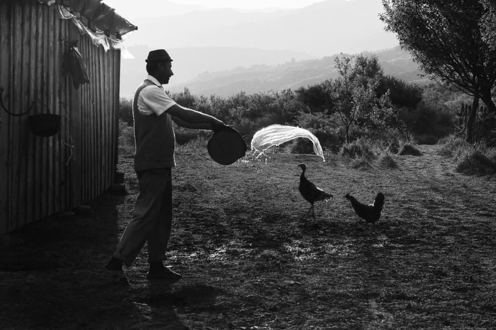 Man Watering Farm Birds by Marius Cinteza — canvas wall art
