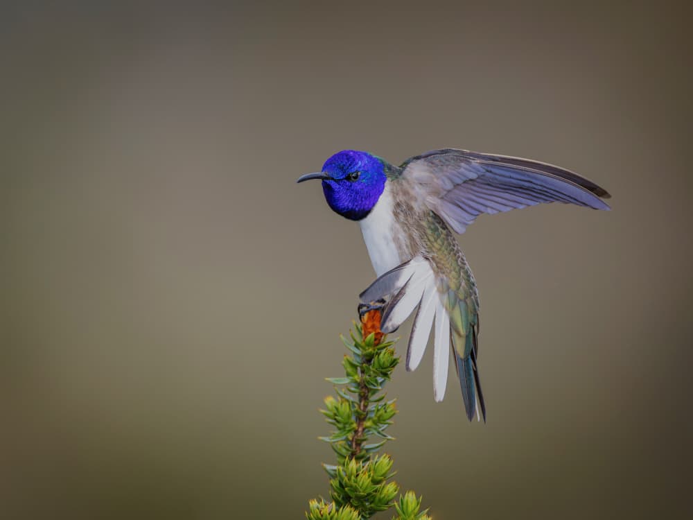 Blue-Capped Hummingbird Perch by Taksing (吉星高照) — canvas wall art