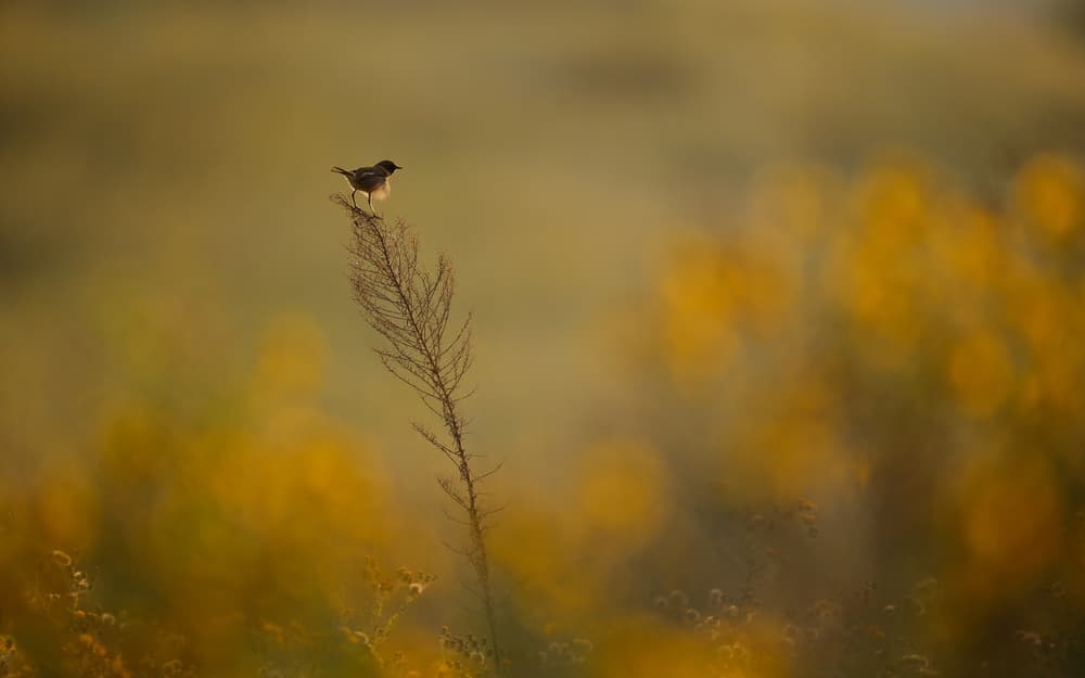 Golden Hour Bird by Assaf Gavra — canvas wall art