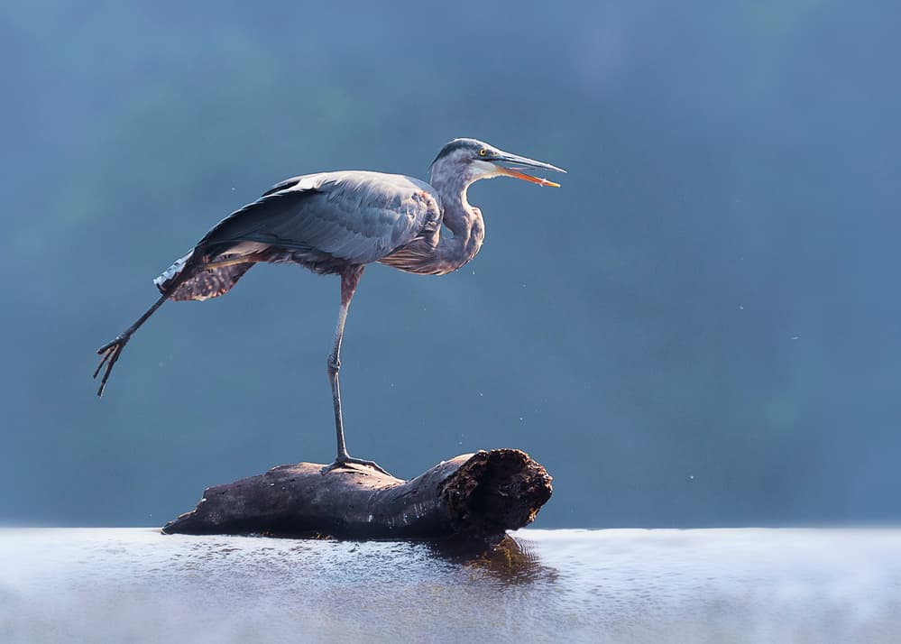 Great Blue Heron Grace by Purple Bamboo — canvas wall art
