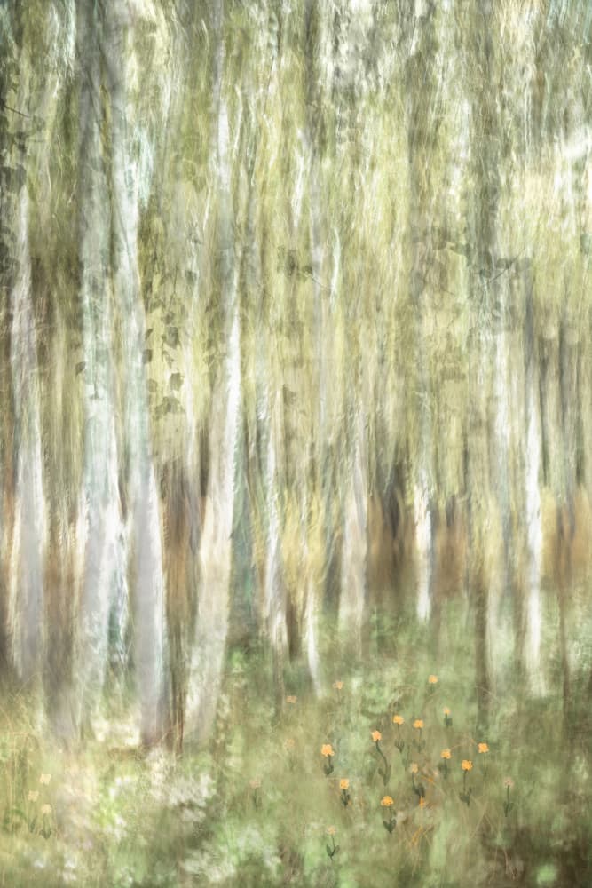 Dreamy Birch Woods by Christina Sillen — canvas wall art