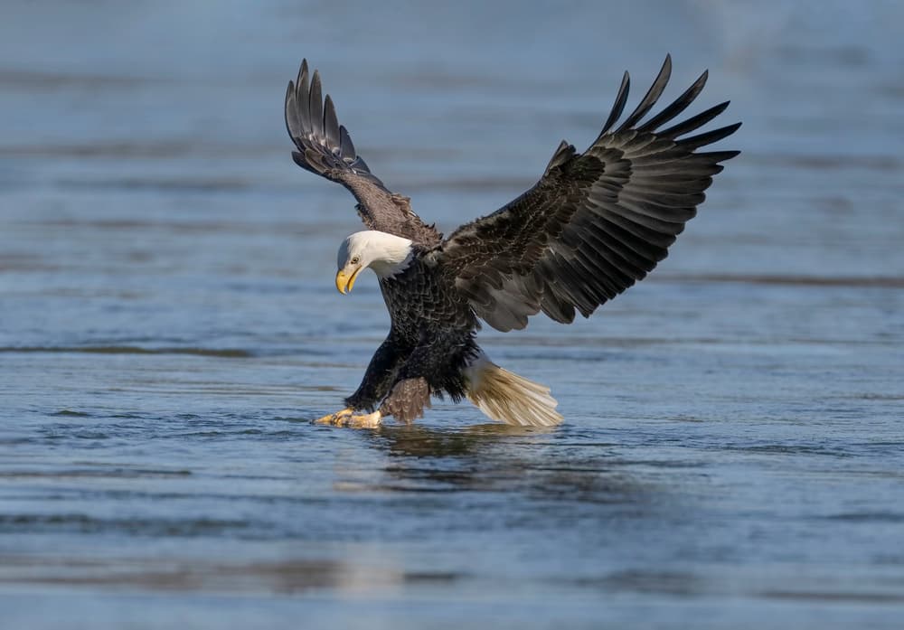 Bald Eagle Landing by Binbin L. — canvas wall art