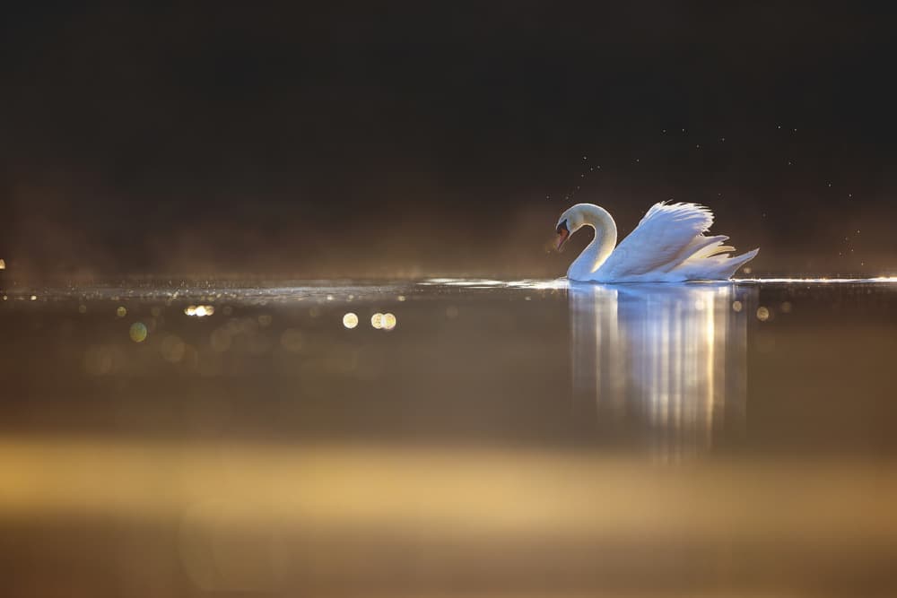 Swan in Golden Light by Marco Redaelli — canvas wall art