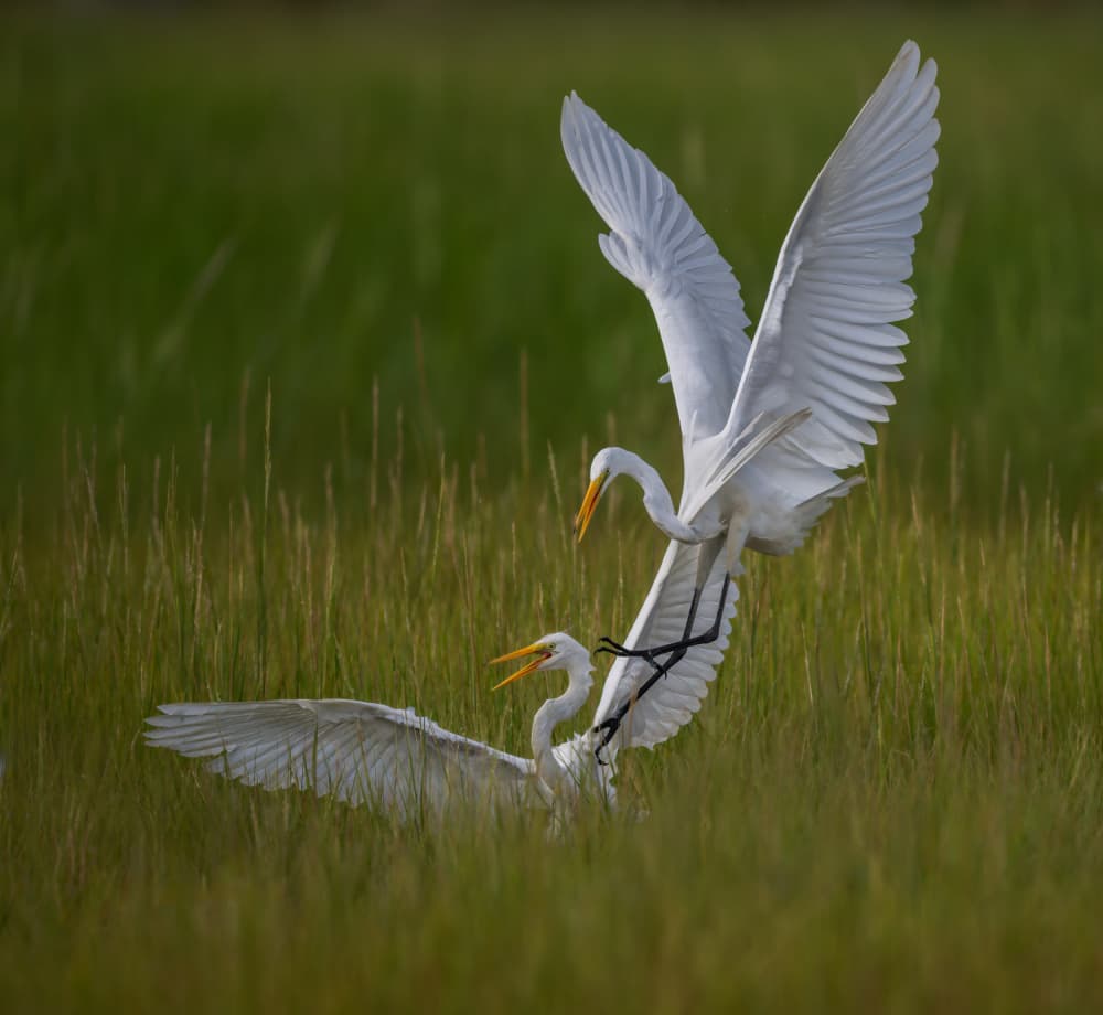 Dynamic Egret Display by Xiaobing Tian — canvas wall art