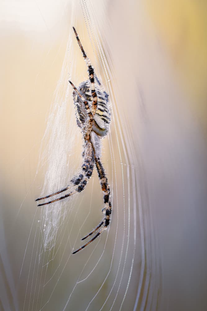 Striped Spider on Web by Magnus Renmyr — canvas wall art