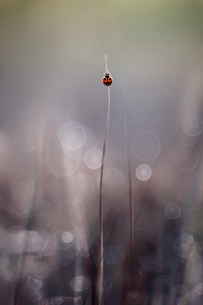 Solitary Ladybug Bokeh by Edy Pamungkas — canvas wall art