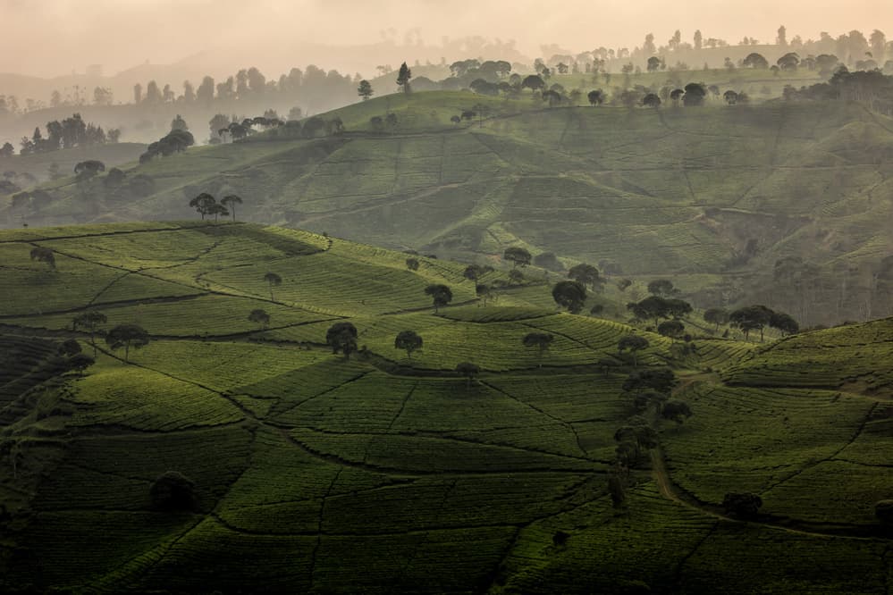 Misty Tea Hills by Gunarto Song — canvas wall art
