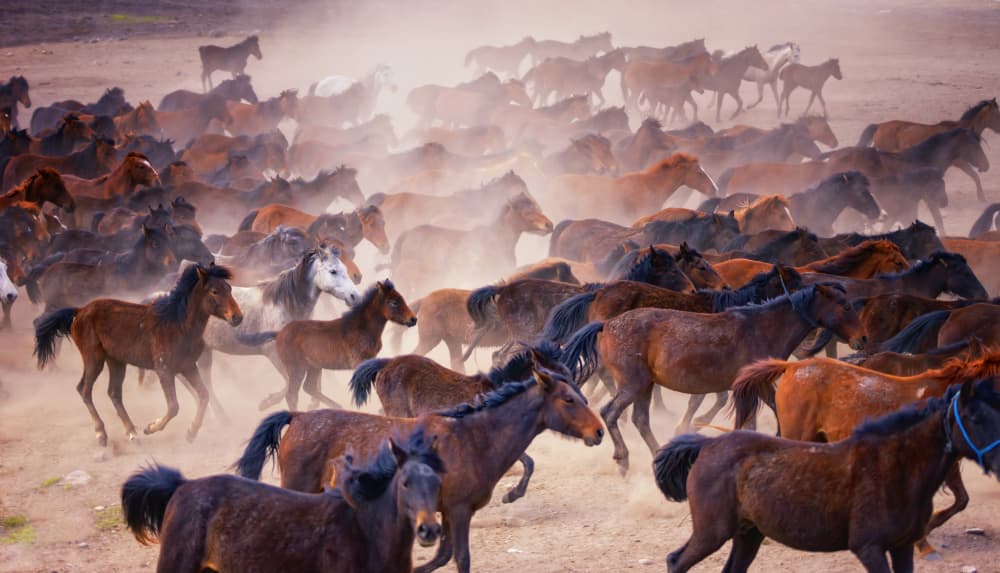 Wild Horse Stampede by Merthan Kortan — canvas wall art