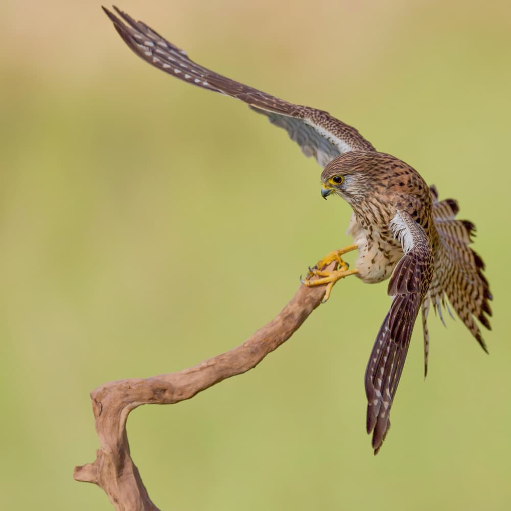 Graceful Kestrel Landing by David Manusevich — canvas wall art