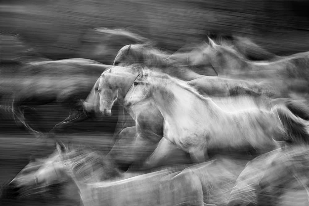Galloping Horses Blur by Milan Malovrh — canvas wall art