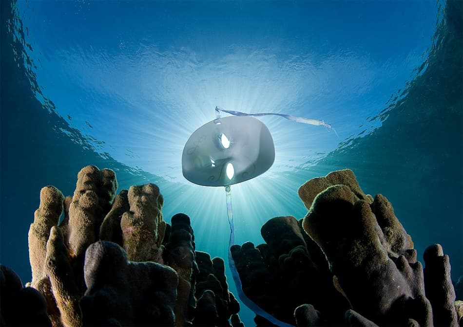 Mysterious Underwater Mask by Andrey Narchuk — canvas wall art