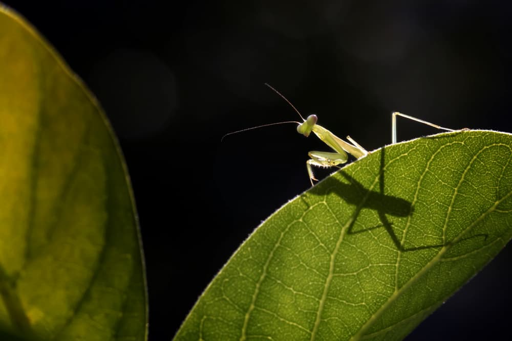 Green Mantis Shadow by Fauzan Maududdin — canvas wall art