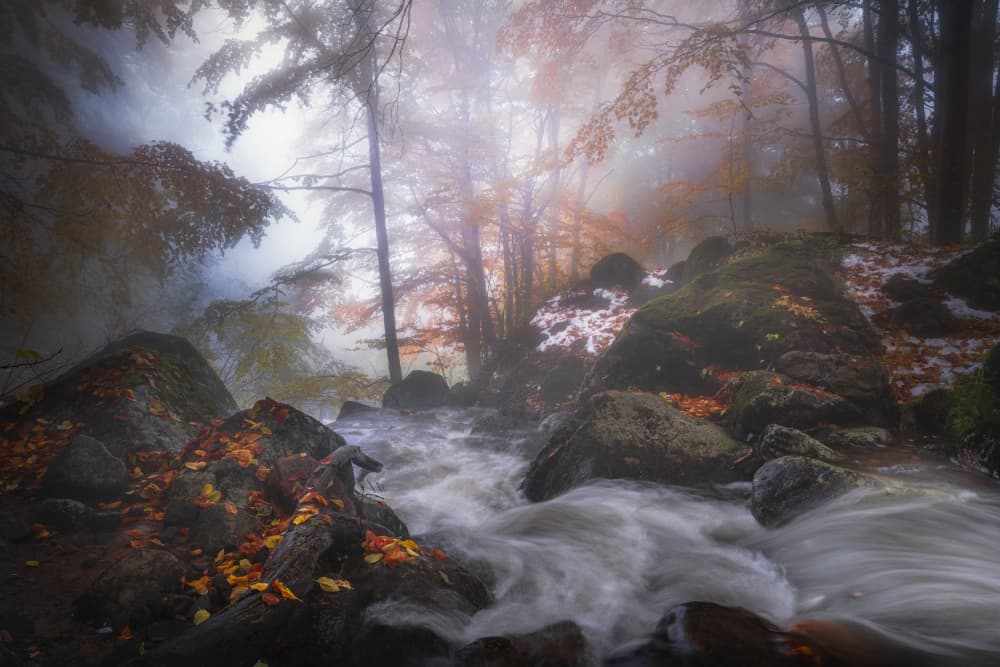Misty Forest Stream by Alexander Alexandrov — canvas wall art