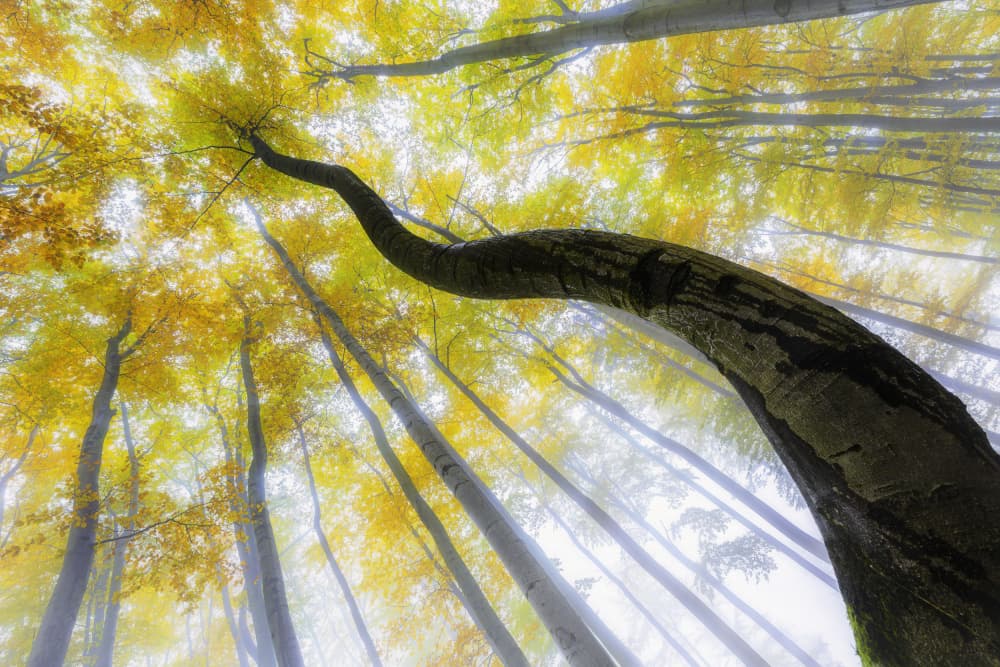 Misty Autumn Canopy by Tom Pavlasek — canvas wall art