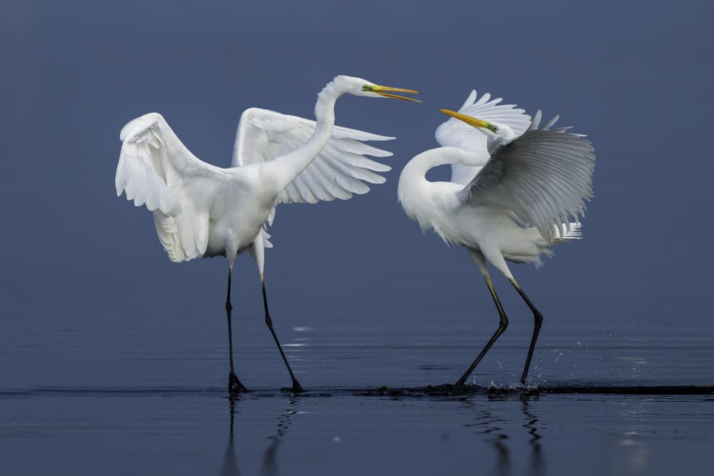 White Egrets in Action by Mallal Moshe — canvas wall art