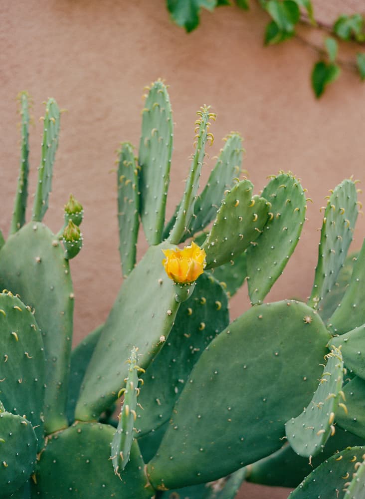 Prickly Pear Bloom by Bethany Young — canvas wall art