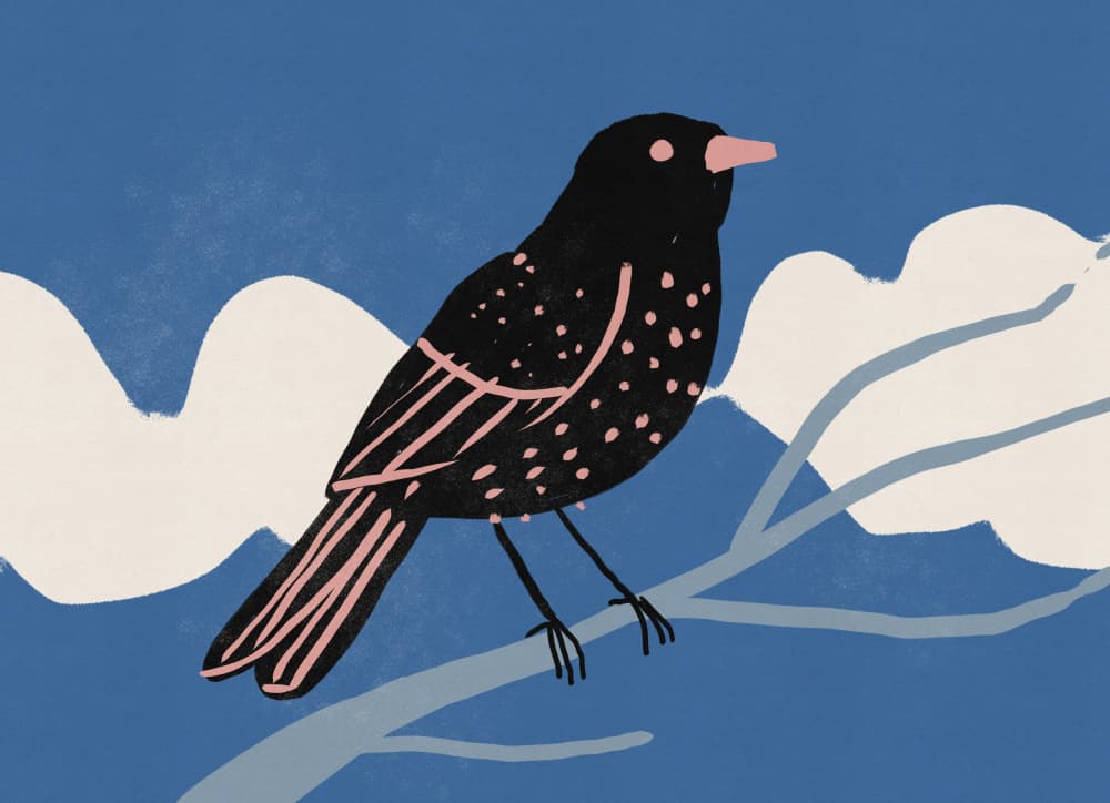 Spotted Bird on Branch by Nicholas — canvas wall art