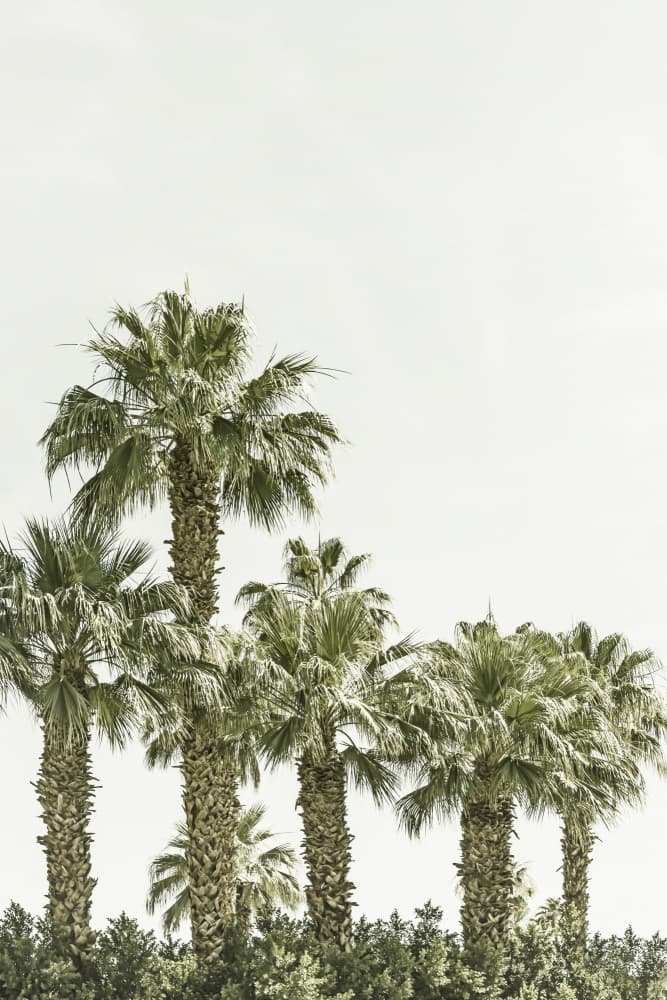 Tropical Palm Trees by Melanie Viola — canvas wall art