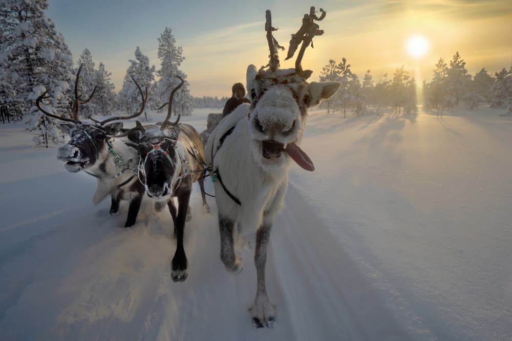 Playful Reindeer Sledding by Marcel Rebro — canvas wall art